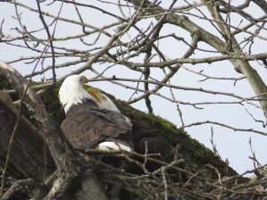 The ‘Riverbend Eagles’ are once again hard at work building their nest in the tree next to the Green River Trail – a good sign that spring is right around the corner.