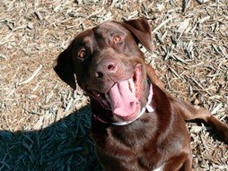 Hector is one of many dogs available for adoption at the King County Pet Adoption Center in Kent.