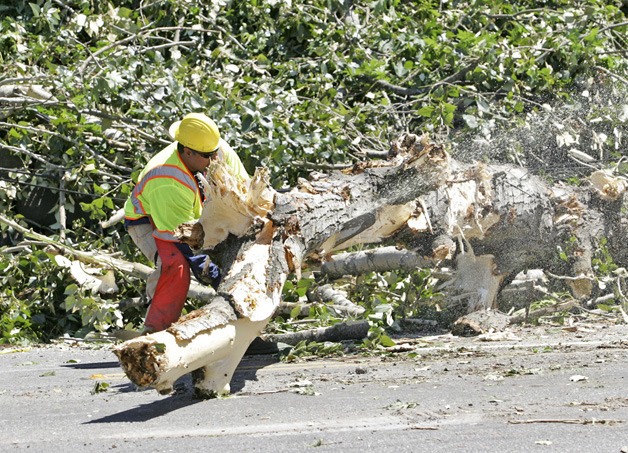City of Kent worker cuts a part a tree that was chopped down to help stabilize the hill side next to Willis street