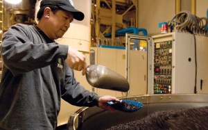 An employee checks the beans at the Starbucks roasting plant in Kent. The company plans a major investment in the plant