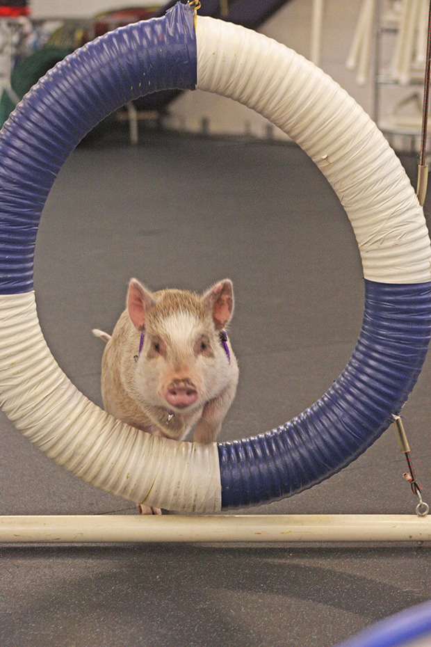 Amy jumps through a hoop in the obstacle course at Kathy Lang’s Family Dog Training Center in Kent.