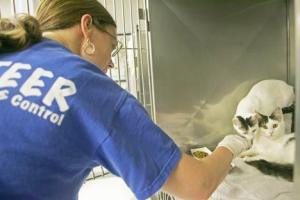 King County Animal Care and Control Volunteer Dawn Gerken tends to a pair of cats waiting to be adopted at the Kent animal shelter Jan. 26. King County has opted to keep its shelters open through June
