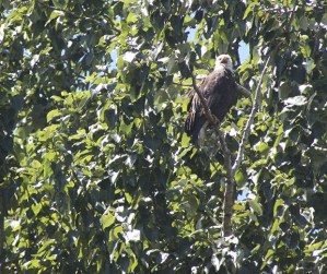 An eagle looks on in the sunshine from its perch along the Green River