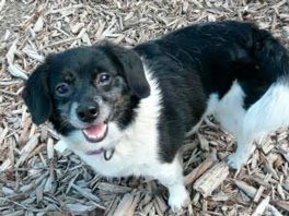 Volunteers are wanted by the King County Adoption Center in Kent to help find lost pets.