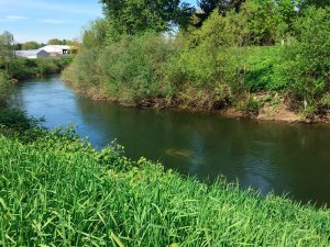 A King County Sheriff's Office dive team will check out this vehicle spotted on Monday afternoon in the Green River in Kent near the 25000 block of Frager Road.