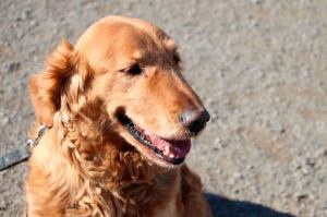 Regional Animal Services of King County is waiving late fees in April for pet owners to license their pets.