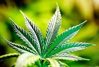 The state will increase the number of recreational marijuana retail stores allowed to 556 from 334.