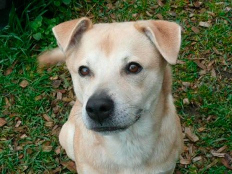 Regional Animal Services of King County is starting up a new program to train volunteers to be pet detectives to help find lost pets.