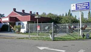 King County will move animals out of Kent Animal Care and Control Shelter by Nov. 1 because of flooding risk. King County Executive Kurt Triplett has announced that he is providing six months of funding in his 2010 budget to help the county begin a regional process for transitioning out of animal care and sheltering services.