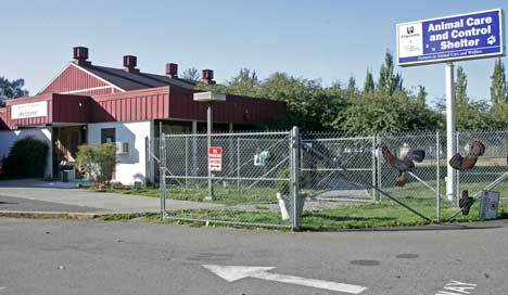 King County will move animals out of Kent Animal Care and Control Shelter by Nov. 1 because of flooding risk. King County Executive Kurt Triplett has announced that he is providing six months of funding in his 2010 budget to help the county begin a regional process for transitioning out of animal care and sheltering services.