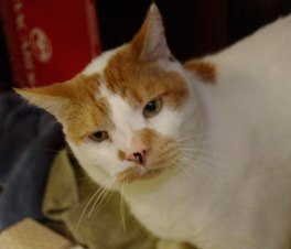 Regional Animal Services of King County has lowered cat adoption fees through Oct. 31 to $30 for cats and $75 for kittens.