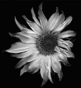 “Sunflower 2” is one of the scanography works by Cara Jennings on display through July 3 at the Auburn Art Gallery