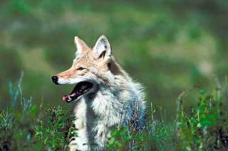 Wiley carnivore: The coyote has long been adapting to the encroachment of humans on its habitat