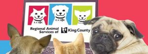 Kent’s King County’s Regional Animal Services costs could go up