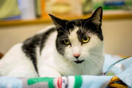 Nine out of 10 cats and dogs at the King County animal shelter in Kent find homes.