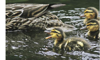 ‘Wait for me, Ma!’