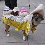 Mia&rsquo;s owners dressed her as a banana split for Halloween. HEIDI SANDERS, KENT REPORTER