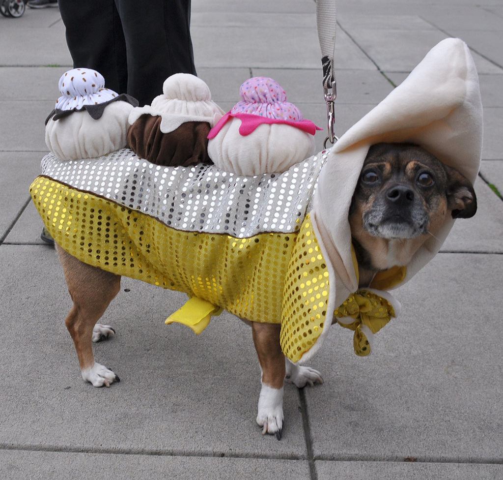 Mia&rsquo;s owners dressed her as a banana split for Halloween. HEIDI SANDERS, KENT REPORTER