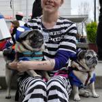 Amanda Eagan, of Auburn, was taken prisoner by her pugs Otter, left, and Abby on Halloween. HEIDI SANDERS, KENT REPORTER