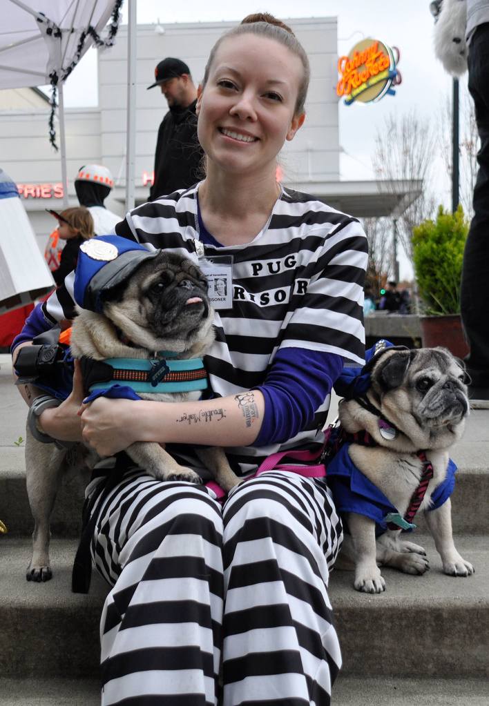 Amanda Eagan, of Auburn, was taken prisoner by her pugs Otter, left, and Abby on Halloween. HEIDI SANDERS, KENT REPORTER
