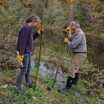 Green River College natural resources students Mari Knutson, left, and Peter Martinez remove invasive species at Jenkins Creek on Oct. 20. COURTESY PHOTO, Green River College