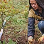 Kent Parks invites volunteers to plant trees at Clark Lake Park