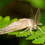 State won’t need to spray for gypsy moths in 2017