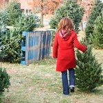 Kent offers free curbside Christmas tree pickup Jan. 2-6