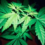 New report summarizes marijuana health impacts