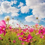 Artists invited to submit works for Kent Summer Art Exhibit