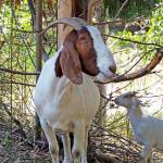 Two goats – a doe and kid – are part of the South King County Urban Agriculture Food Summit on March 17–18 at Highline College. COURTESY PHOTO