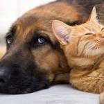 Kent urges cat and dog owners to license their pets