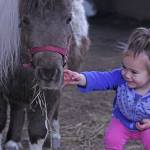 Kids play with ponies during Western Days at Reber Ranch