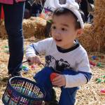 Hayden Xa, 3, hunts for eggs. RACHEL CIAMPI, Kent Reporter