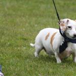 Fido and friends roam downtown Kent