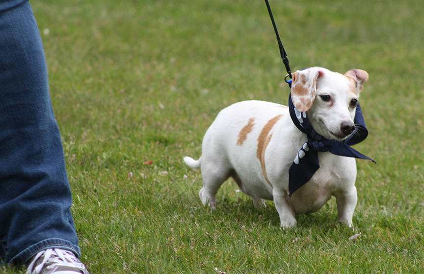 Fido and friends roam downtown Kent