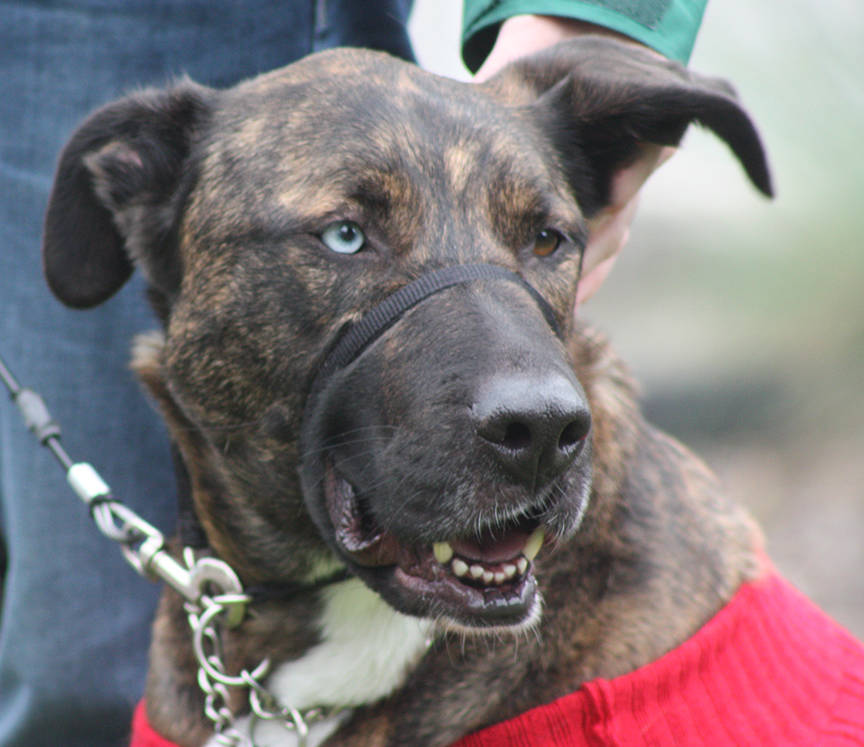 Fido and friends roam downtown Kent