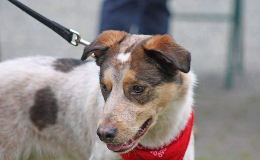 Fido and friends roam downtown Kent