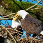 Riverbend Eagles return to nest near Green River in Kent