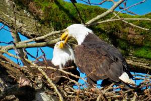Riverbend Eagles return to nest near Green River in Kent