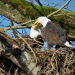The Riverbend Eagles prepare their nest for another season of eaglet rearing. COURTESY PHOTO, Fellow Eagle Watchers, Flickr