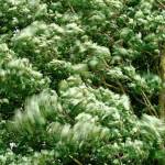 Strong wind could damage trees on Friday.