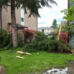 Lightning struck a pine tree, exploding the top two-thirds of it at Somerset Apartments on Kent&rsquo;s East Hill on Thursday afternoon. COURTESY PHOTO, Michael Anway