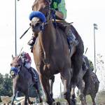 Top Quality impressive in Irish Day Stakes | Emerald Downs