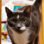 King County receives $75,000 grant to improve animal services