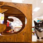 King County receives $75,000 grant to improve animal services