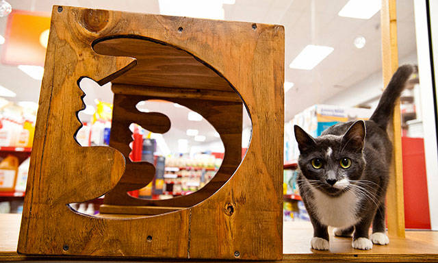 King County receives $75,000 grant to improve animal services