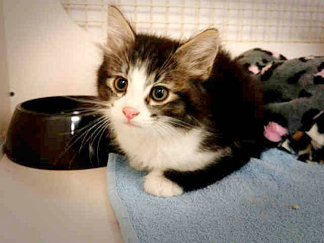 Dog Daze and Feline Fantasies comes to Kent Station Aug. 5