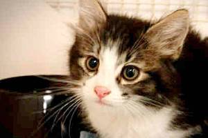 Dog Daze and Feline Fantasies comes to Kent Station Aug. 5