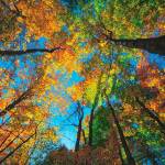 City of Kent wants community’s opinions about street trees